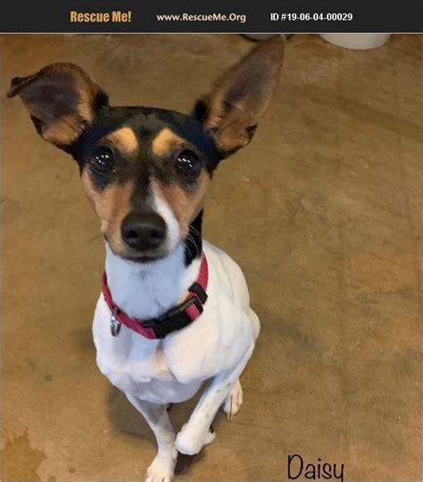 rat terrier rescue texas|adoption texas female rat terrier.